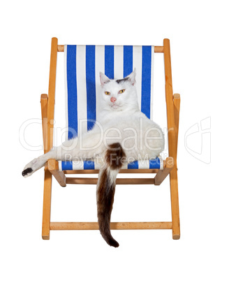 Pampered cat on a deckchair