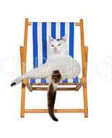 Pampered cat on a deckchair