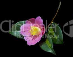 Camellia Golden Spangles