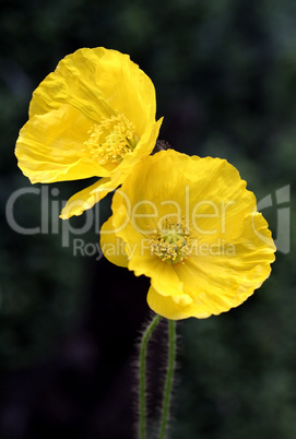 Icelandic Poppies