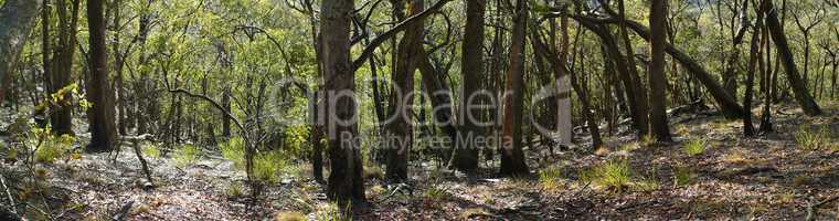 scenic tree panoramic