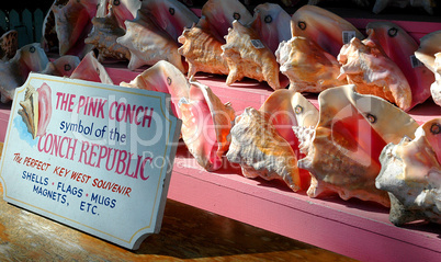 Conch Shell Souvenirs