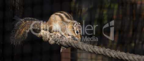 Siberian Chipmunk