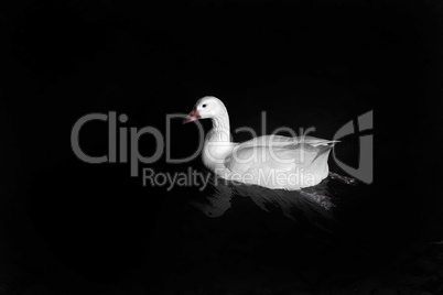 White goose on black water