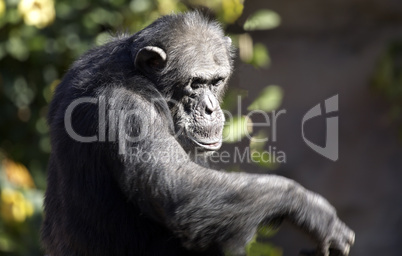 Mature Chimp