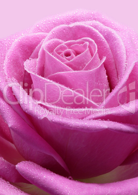 Pink Rose