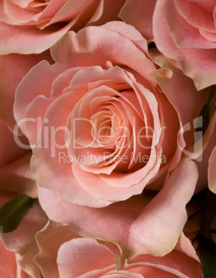 Pink Roses