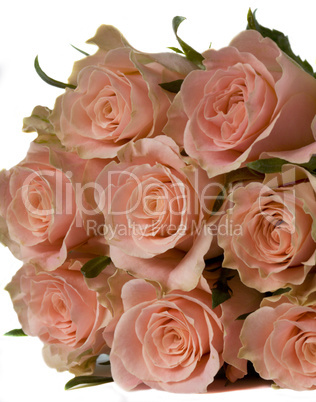 Pink Roses