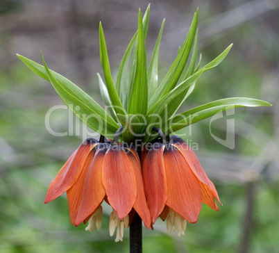 Fritillaria