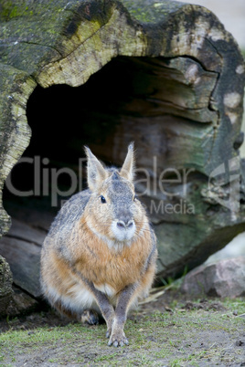 Patagonian cavy