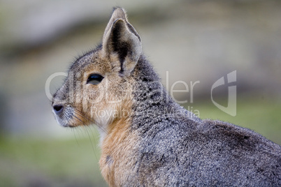 Patagonian cavy