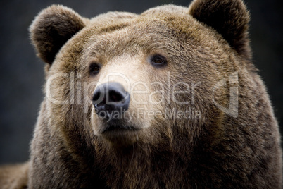 Brown Bear