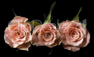 Pink Roses