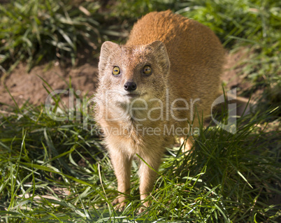 Yellow Mongoose