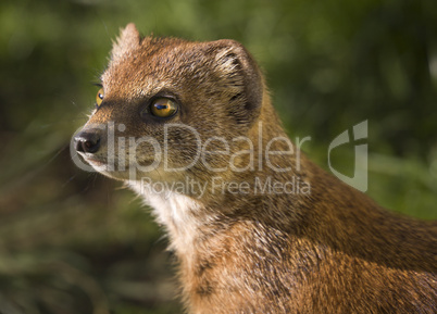 Yellow Mongoose