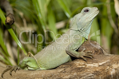 Green Basilisk Basiliscus plumifron