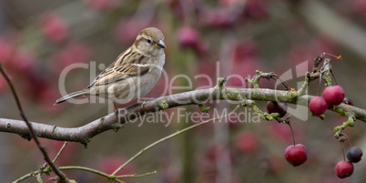 Sparrow in Malus Red Sentinel