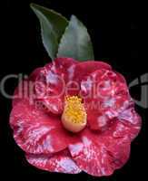 Camellia Japonica Satanella
