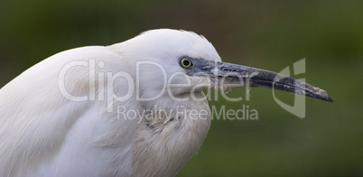 Little Egret