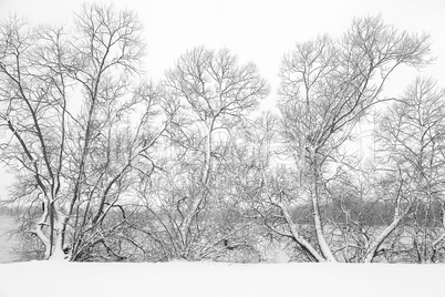 Snow-covered trees