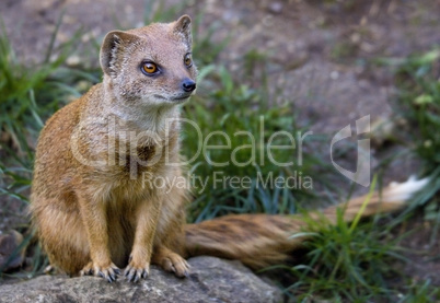 Yellow Mongoose