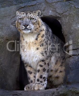 Snow Leopard