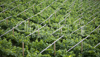 Vineyard, Northern Italy