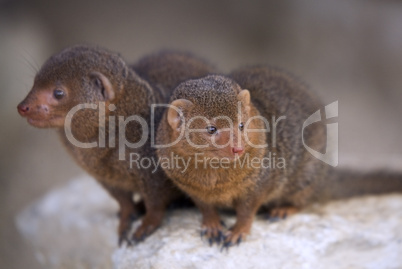 Dwarf Mongeese