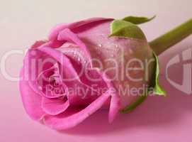 Pink Rosebud