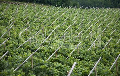 Vineyard, Northern Italy