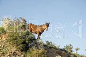 Horse in the hills of Spain