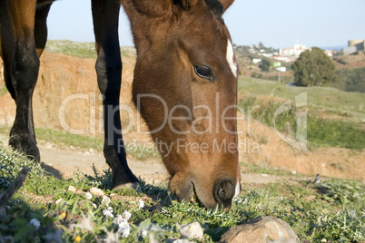 Horse in the hills of Spain
