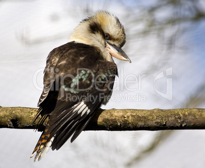 Kookaburra