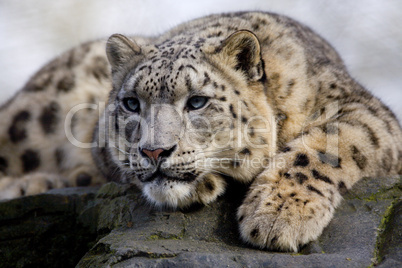 Snow Leopard Vishnu
