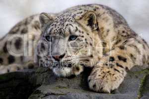 Snow Leopard Vishnu