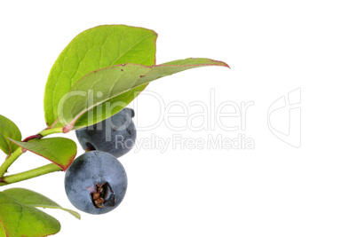 Blueberry plant