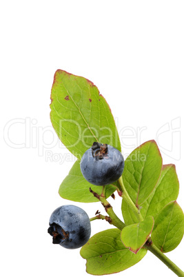 Blueberry plant