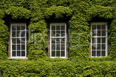 Ivy covered walls typically found i