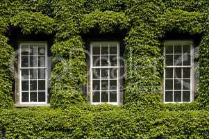 Ivy covered walls typically found i