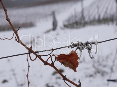 Winter im Weinberg