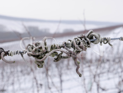 Winter im Weinberg