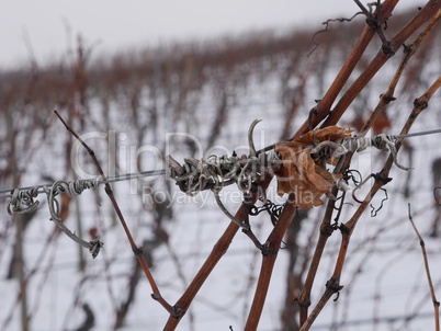 Winter im Weinberg