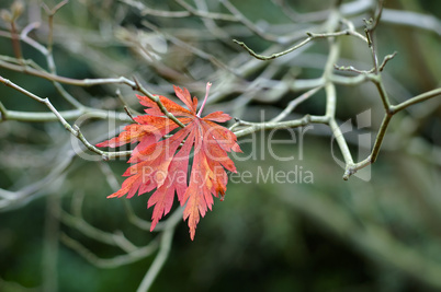 Red Japanese maple leaf