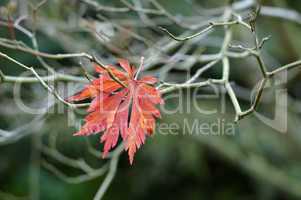 Red Japanese maple leaf