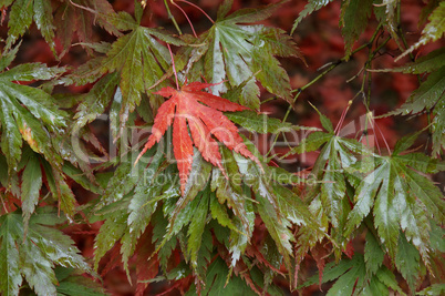 Red Japanese maple leaf