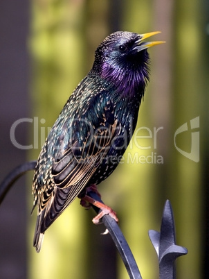 Starling