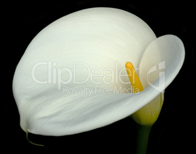 Calla Lily