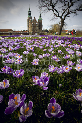 Crocus flowers in the lawn in front