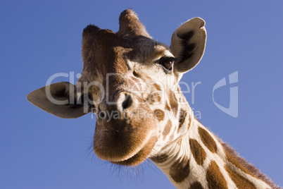 Reticulated Giraffe Close up