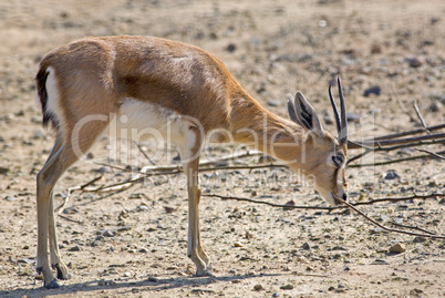 Dorcas Gazelle